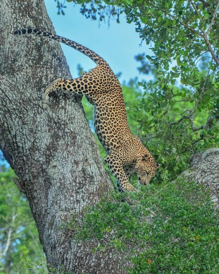 Birds Paradise Yala & Safari Tissamaharama Exterior photo