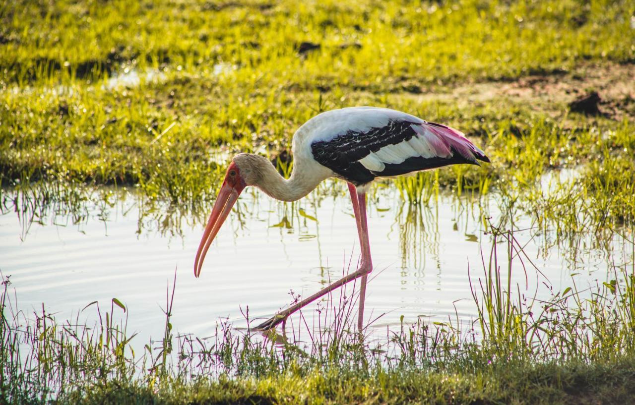 Birds Paradise Yala & Safari Tissamaharama Exterior photo